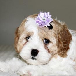 Bernedoodles, Cavapoos, and Pomskies from Cuddle Paws