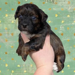Jingle - Black and tan male Yorkipoo puppy in Coshocton, Ohio from Forever Family Puppies