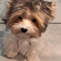Bronx - Yorkshire Terrier