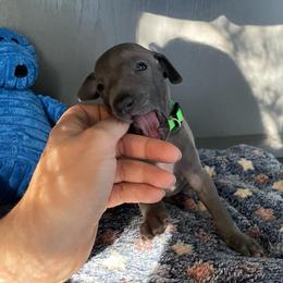 Carlo - Blue male Italian Greyhound puppy in Lancaster, Missouri from White Stone Ranch