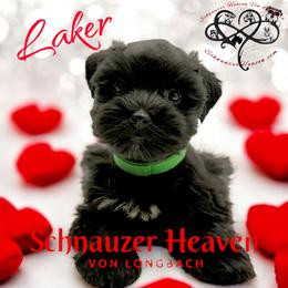 Laker AKC - Black male Miniature Schnauzer puppy in Pelzer, South Carolina from Schnauzer Heaven Von Longbach
