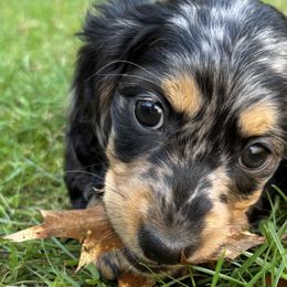 Dachshunds from MC Mini Doxies