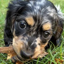 Dachshunds from MC Mini Doxies