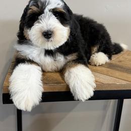 Daisy - Tri-color female Bernedoodle puppy in Horseshoe Bend, Idaho from Over the Moon Poodles and Doodles