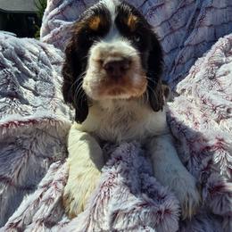 Pike - Liver and white male English Springer Spaniel puppy in Hephzibah, Georgia from Sidel's Springers