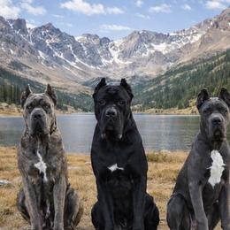 Cane Corso from Cadence Farm Cane Corsos