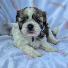 Poodle, Shichon, Shihpoo, Shih Tzu, and Shorkie Puppies from Ever After Tails