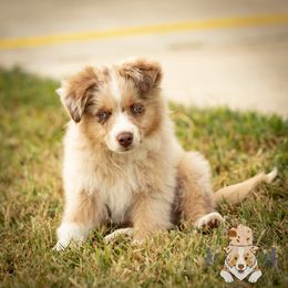 Basil - Red merle male Miniature Australian Shepherd puppy in Hearne, Texas from Wigglebutts Unlimited