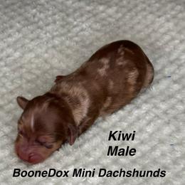 Kiwi - Dapple male Dachshund puppy in Lexington, Oklahoma from BooneDox Miniature Dachshunds