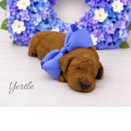 Yertle - Red  female Goldendoodle puppy in State Road, North Carolina from Must Love Doodles