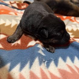 German Shepherd Puppies from Smithcoshepherds