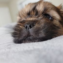 Shih Tzu Puppies from Chimera Shih Tzu