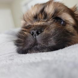 Shih Tzu Puppies from Chimera Shih Tzu