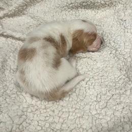 Third Little Boy - Lemon and white male Basset Hound puppy in Hurtsboro, Alabama from PARK’s Family Farm