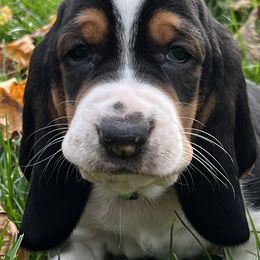 Basset Hound Puppies from Brookside Bassets