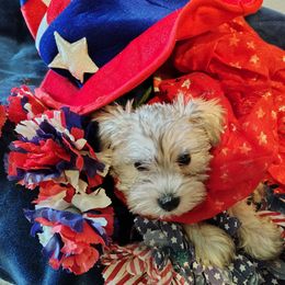 Pink collar - Salt and pepper female Miniature Schnauzer puppy in Mineola, Texas from Nikkis Minis