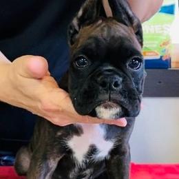 Boxer Puppies from Charron Boxers