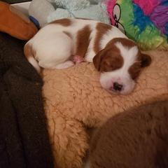 Clumber Spaniel and Irish Red and White Setter Puppies from NyaStar & Chequamegon