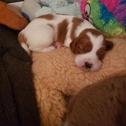 Clumber Spaniel and Irish Red and White Setter Puppies from NyaStar & Chequamegon
