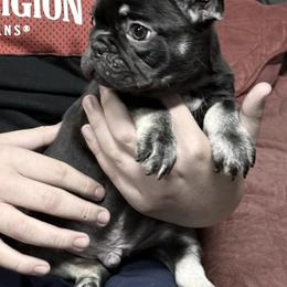 Tito - Brindle male French Bulldog puppy in Salinas, California from Sugar's Maltipoo's and Frenchies