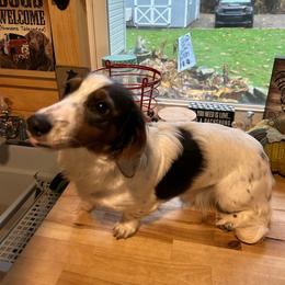 Bama - Dachshund