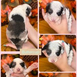 Buttercup - Merle female Goldendoodle puppy in Decatur, Tennessee from Diamond's Doodles