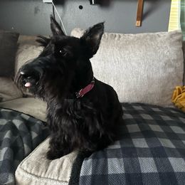 Lily - Scottish Terrier