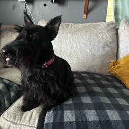 Lily - Scottish Terrier