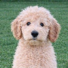 Cosmo - Apricot male Goldendoodle puppy in Hendersonville, Tennessee from Ben's Best Buddy Goldendoodles
