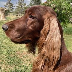 Clark - Irish Setter