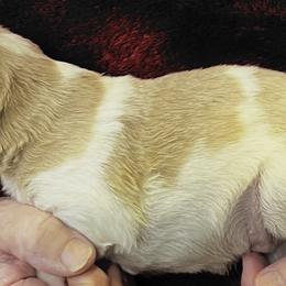 Kyra boy 5 - Orange and white male Brittany puppy in Floyd Knobs, Indiana from Cross Creek Brittanys