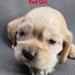 Red - Buff female Cocker Spaniel puppy in Lebanon, Missouri from Spring Hollow Cocker Spaniels