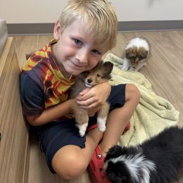 Boy 4 - Sable and white male Shetland Sheepdog puppy in Catawba, North Carolina from Candescent Shetland Sheepdogs