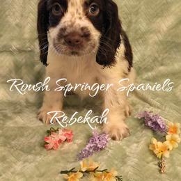 REBEKAH (Girl 6) - Liver and white English Springer Spaniel puppy in Mobile, Alabama from Roush English Springer Spaniels