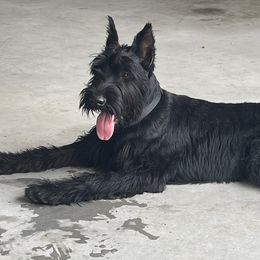 Giant Schnauzers from Jotunn Kennels