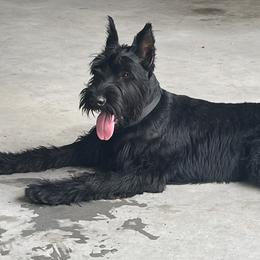 Giant Schnauzers from Jotunn Kennels