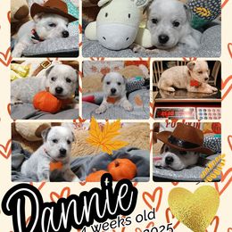 Dannie - Blue mottled male Australian Cattle Dog puppy in Fife Lake, Michigan from Kurczak Farm LLC
