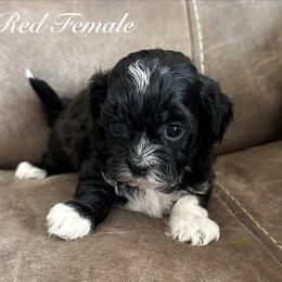 Red Female - Black female Shihpoo puppy in Asheboro, North Carolina from Southern Bred Pups