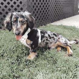 Benji - Dachshund