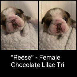 Bulldog Puppies from Sanford and Son Bulldogs