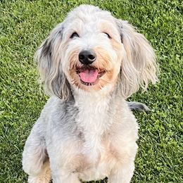 Ruby - Bernedoodle