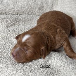Gucci - Red  female Goldendoodle puppy in Colorado Springs, Colorado from Pikes Peak Doodles