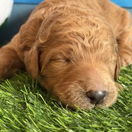 Boy 3 - male Goldendoodle puppy in Auburn, Indiana from Cooper’s Doodles