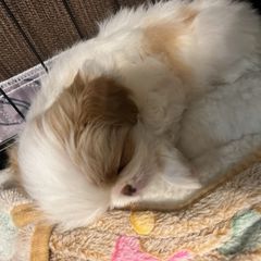 Japanese Chin Puppies from CindyLynnsChins