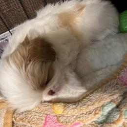 Japanese Chin Puppies from CindyLynnsChins