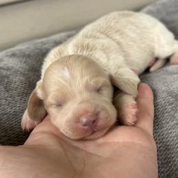 Spot Cream boy - Cream male Dachshund puppy in Mooresboro, North Carolina from Walker Family Pups