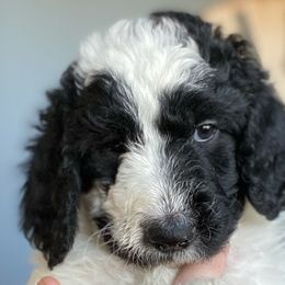 Aussiedoodles, Bernedoodles, and Goldendoodles from Imels Doodles