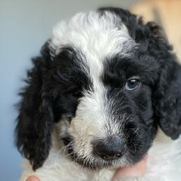 Aussiedoodles, Bernedoodles, and Goldendoodles from Imels Doodles