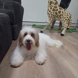 Aerie - Goldendoodle