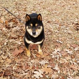 Bessy - Shiba Inu